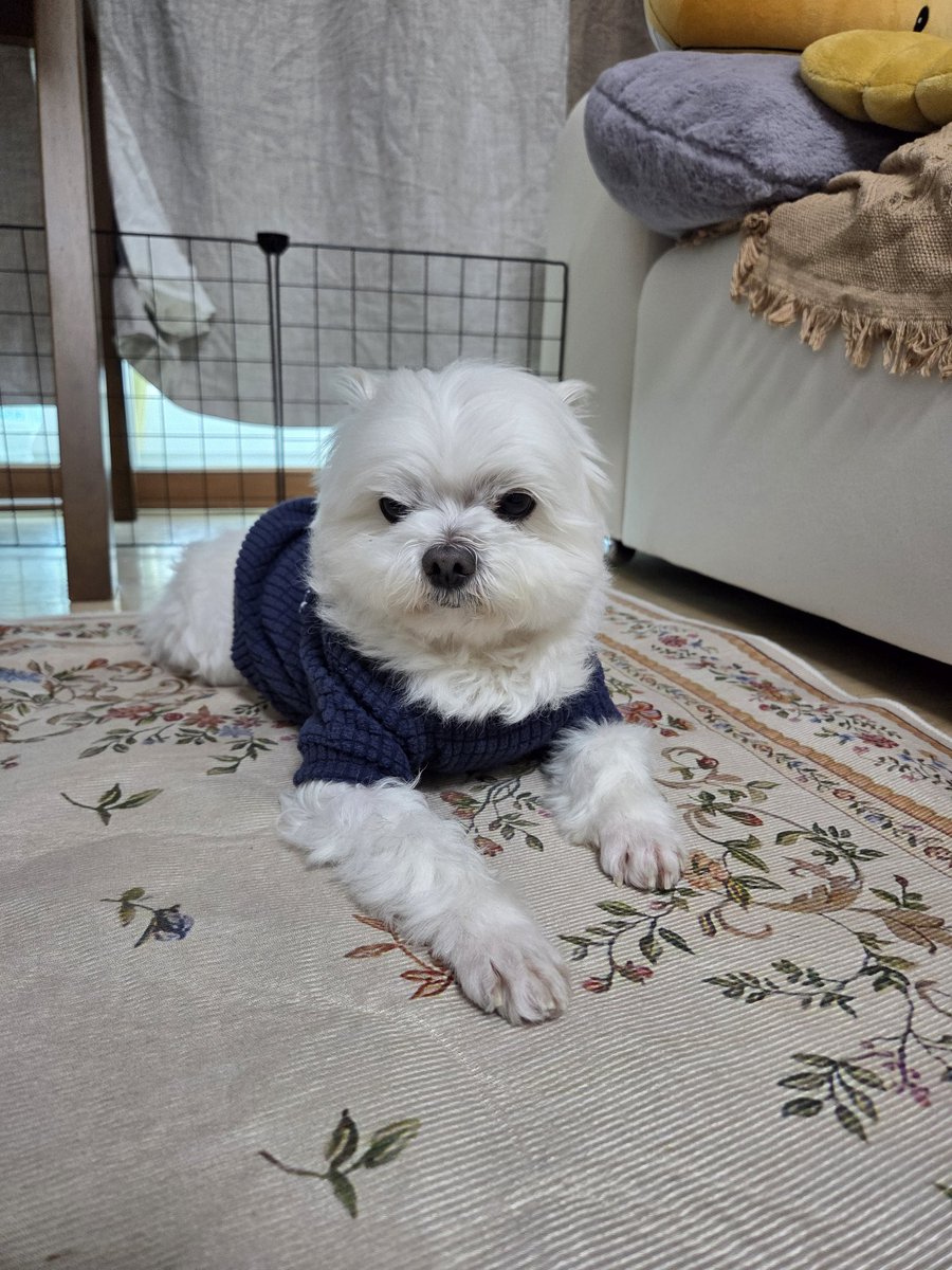 🌺정화🌺 tweet media