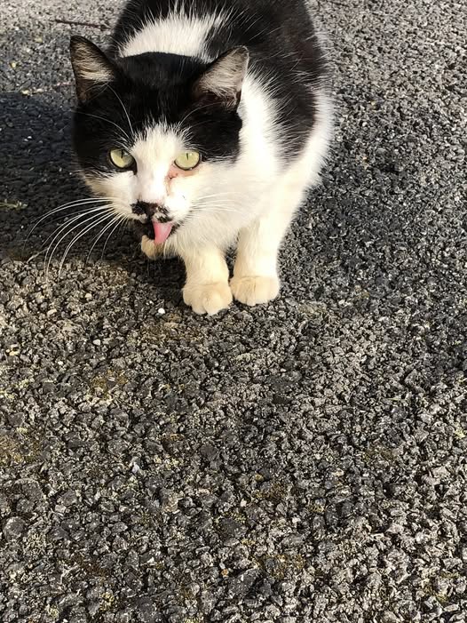 Assist-à-chats tweet media