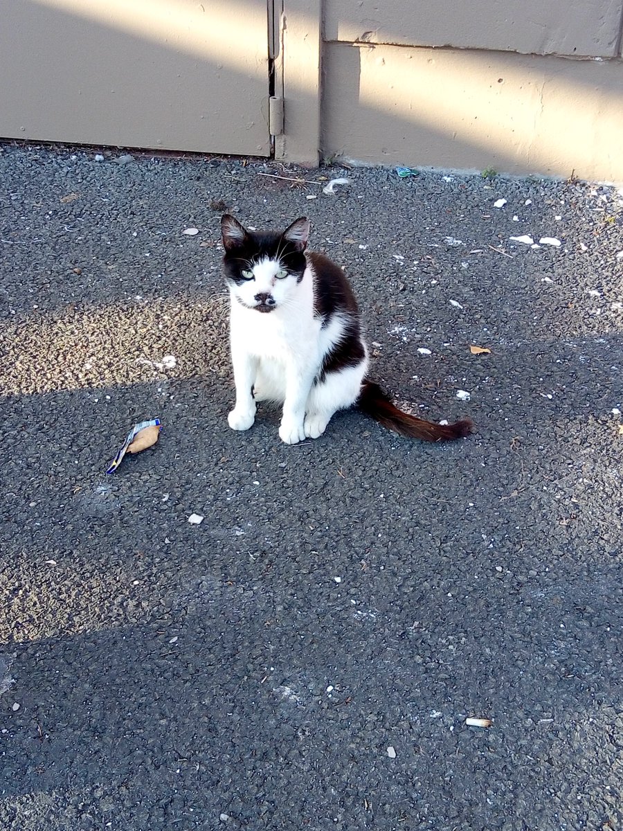 Assist-à-chats tweet media