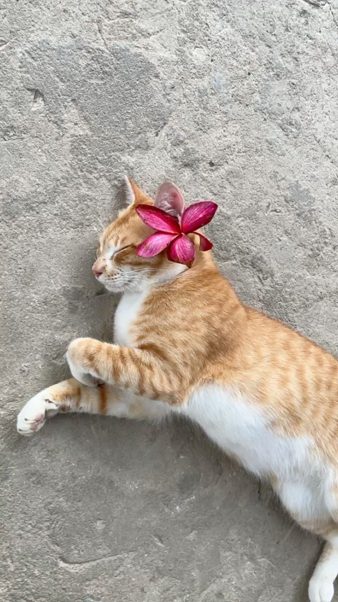 𝓼𝓸𝓯𝓲𝓪 tweet media