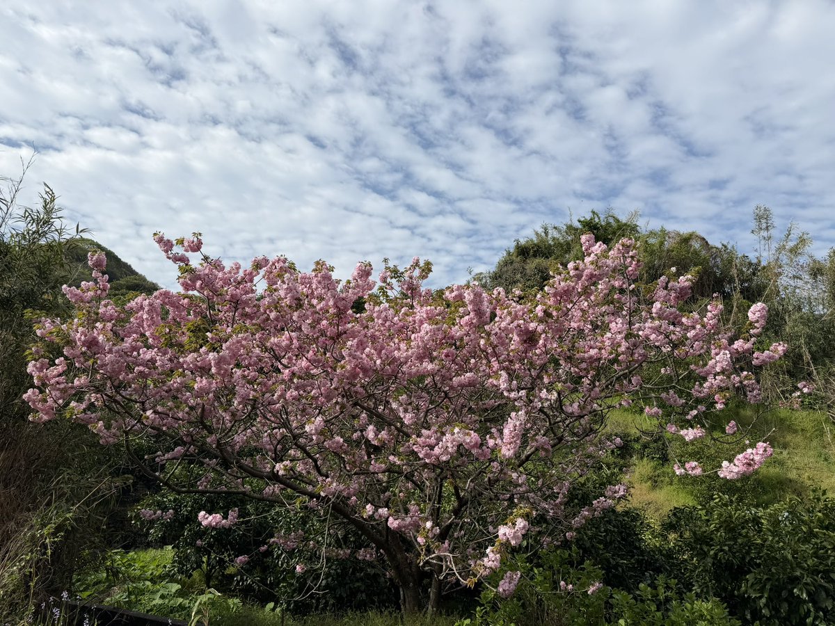 華 🐝𓂃𓈒𓏸︎︎︎︎ tweet media