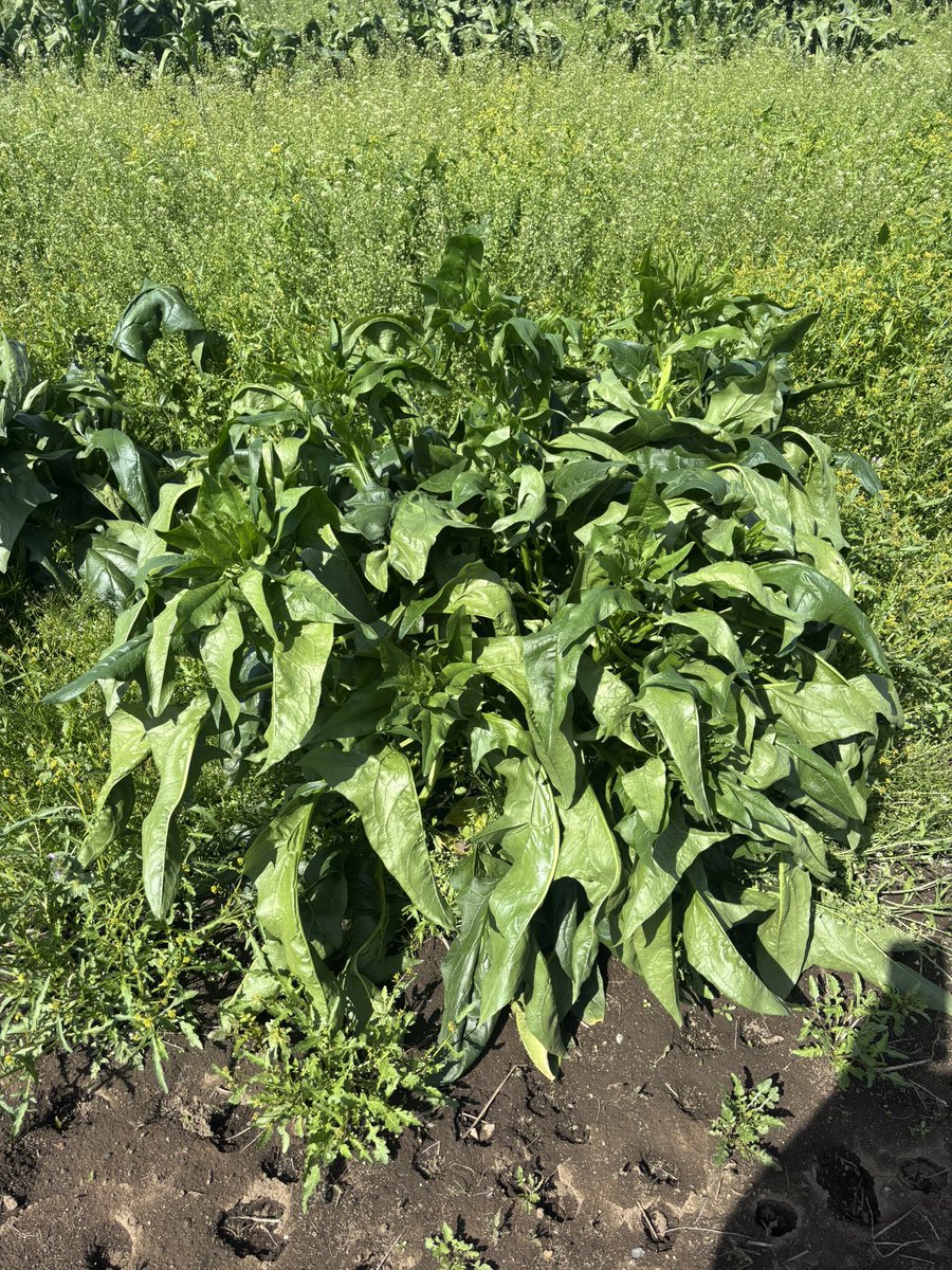 練乳は飲み物🐚⚒️ tweet media