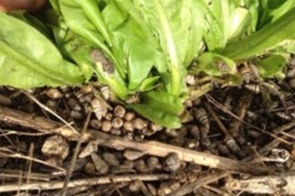 DPIRD Broadacre - WA Grains & Livestock tweet media