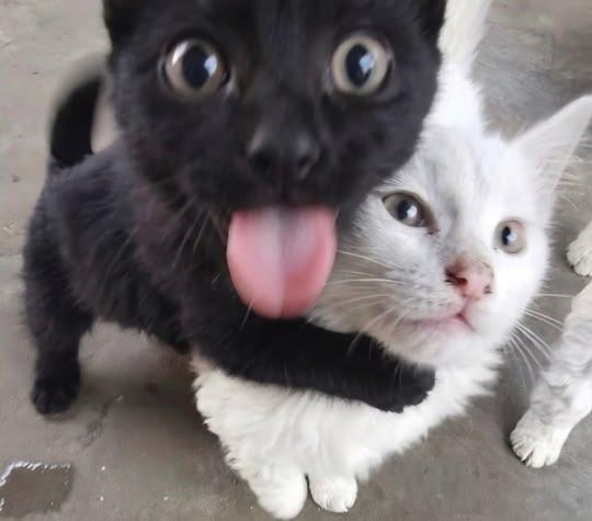 Cats all the way tweet media