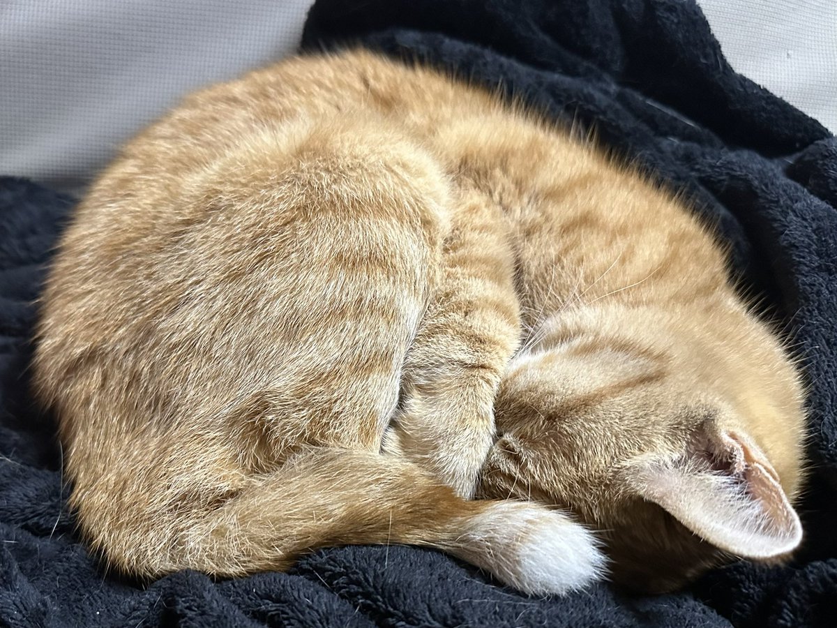 あっきい🐾 tweet media