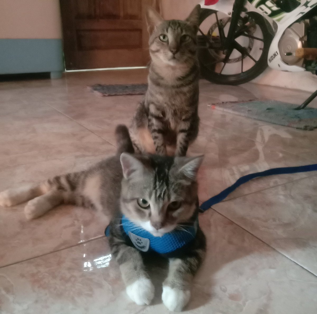 𝘄𝗮𝗹𝗮𝗻𝗴 𝘀𝗮𝗻𝗴𝗶𝘁 tweet media