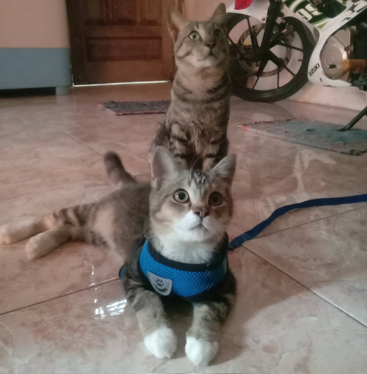 𝘄𝗮𝗹𝗮𝗻𝗴 𝘀𝗮𝗻𝗴𝗶𝘁 tweet media