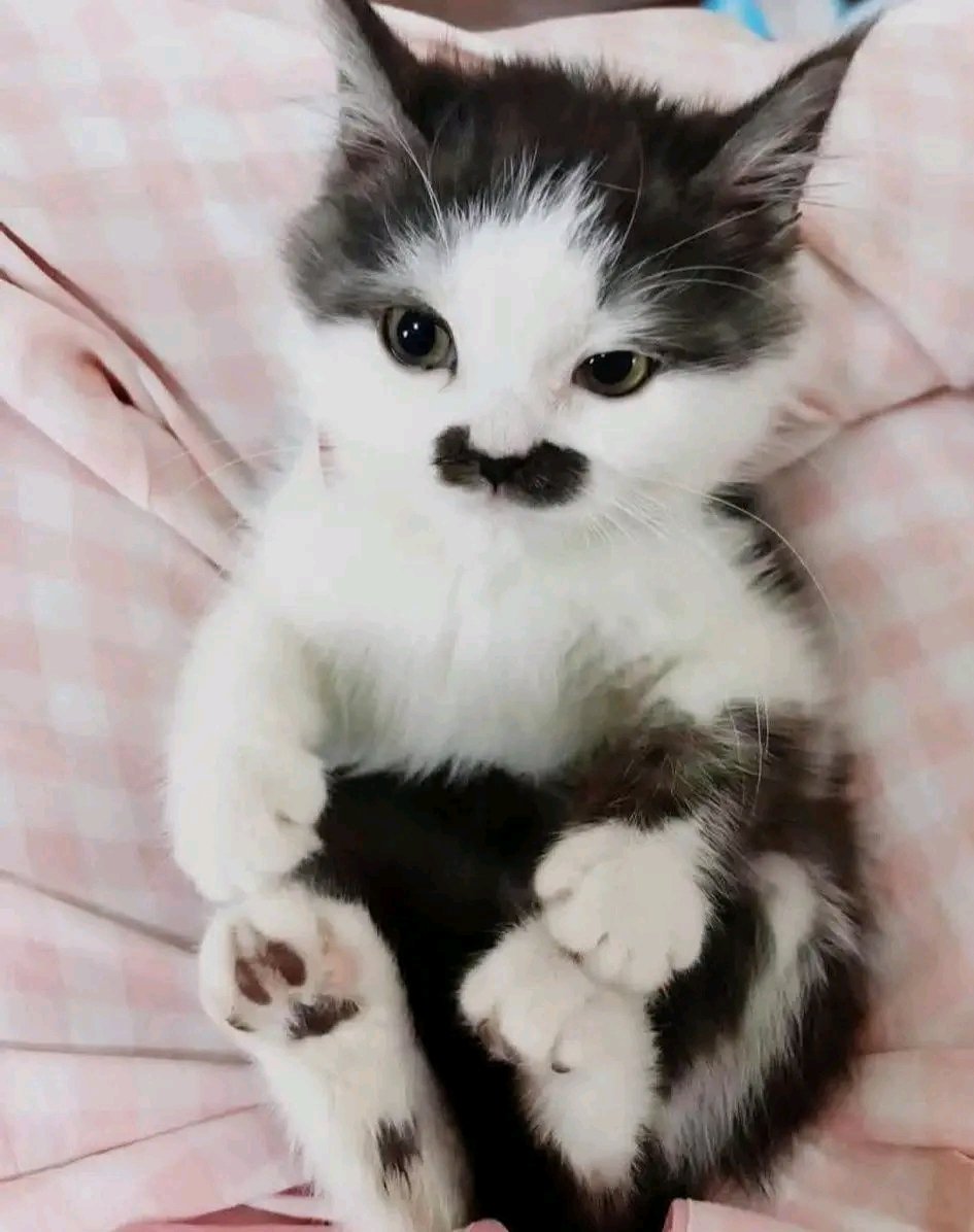 The pets only 🐾 tweet media