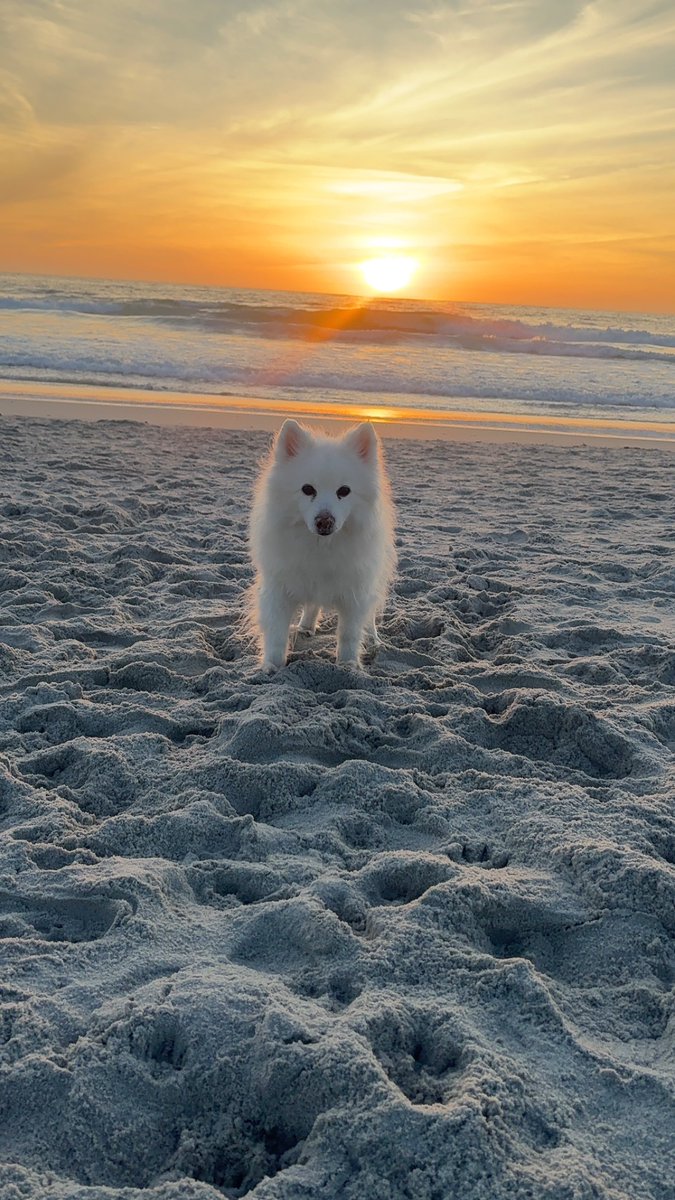 QTCinderella tweet media