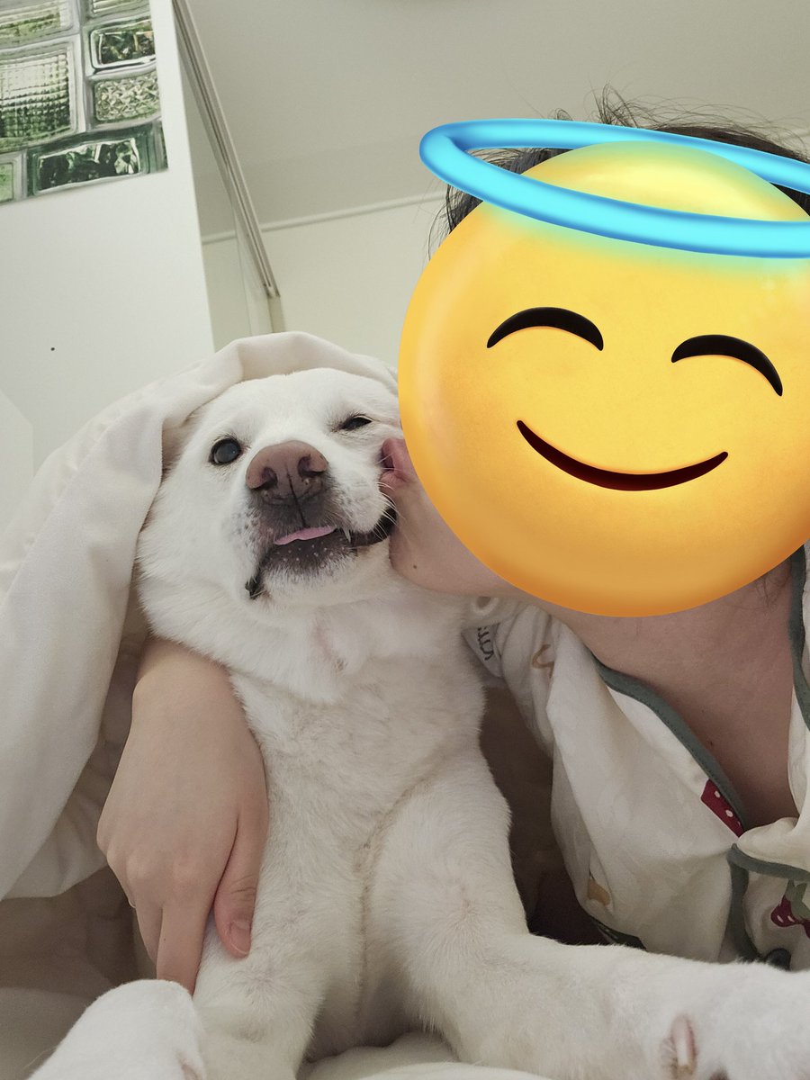 kimsan_0505's tweet photo. 전세계 트친들에게 
한국의 진도믹스는 정말 귀엽고 사랑스러워요 !!! 전하고 싶은 말은 이것뿐입니다 !!! 🐶💞💞 https://t.co/3CKIDZ1bQ7