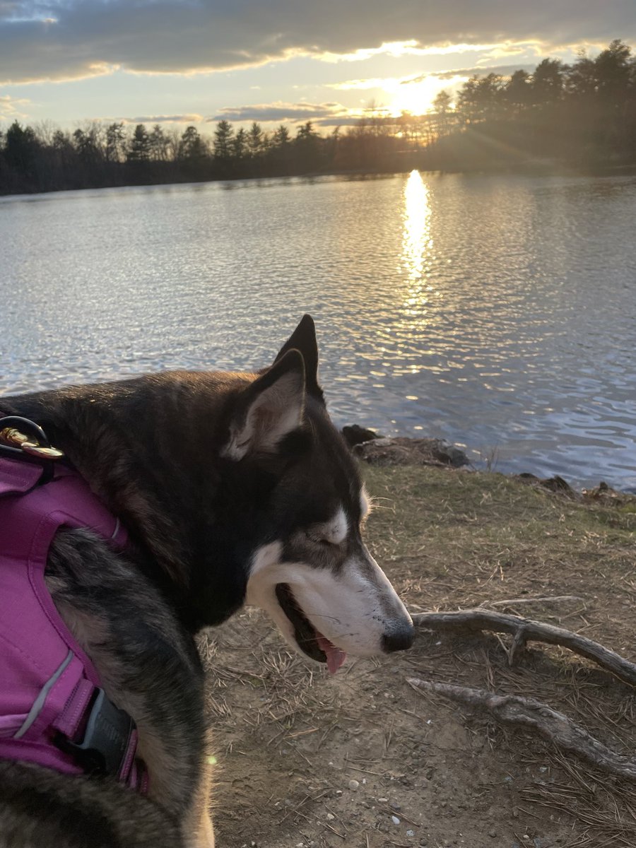 ProducerTylerNY's tweet photo. Sunset walk https://t.co/bqhjb99RcX