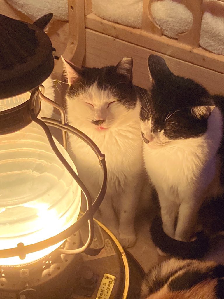 外国の方が日本の猫は写真見たらわかる。顔が丸いと話題になってるけど