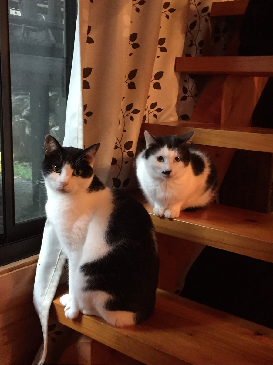 外国の方が日本の猫は写真見たらわかる。顔が丸いと話題になってるけど