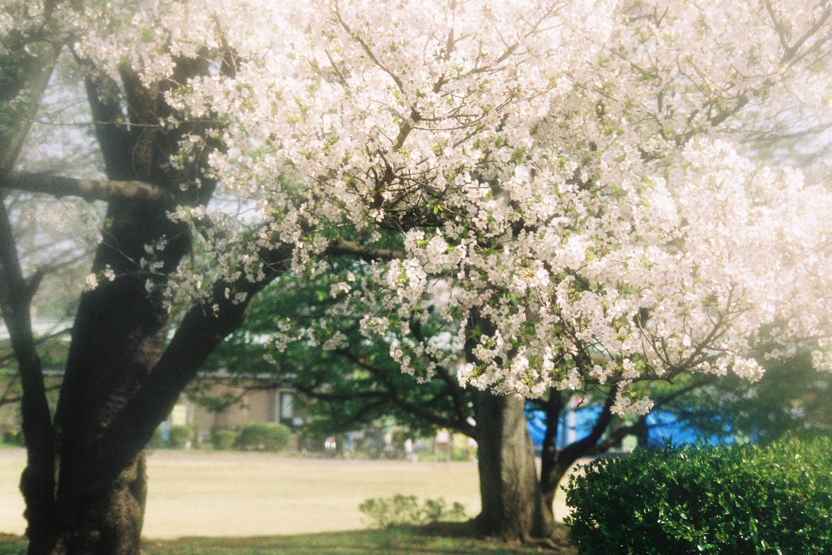 shinbee_inue's tweet image. 写真出せてないうちにどんどん季節が変わってく。

#Film