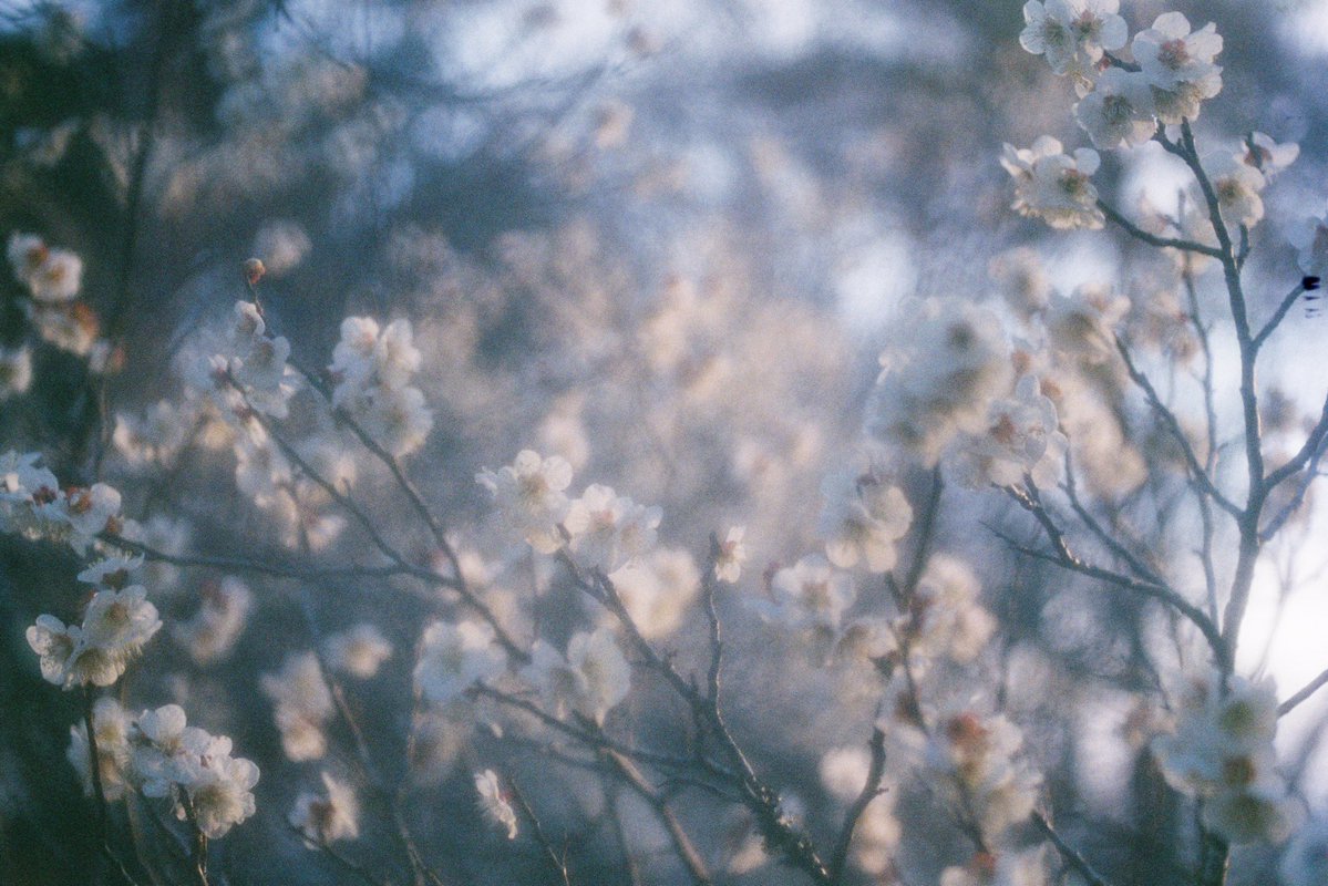 shinbee_inue's tweet image. 写真出せてないうちにどんどん季節が変わってく。

#Film