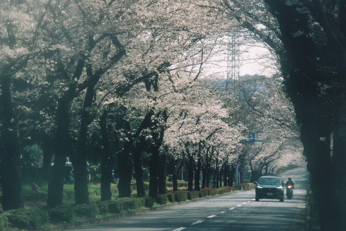 shinbee_inue's tweet image. 写真出せてないうちにどんどん季節が変わってく。

#Film