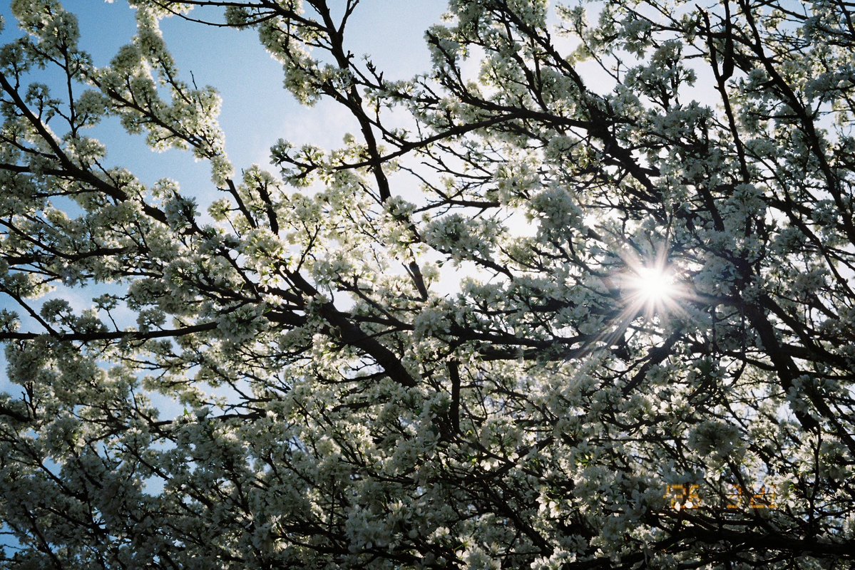 shinbee_inue's tweet image. 写真出せてないうちにどんどん季節が変わってく。

#Film