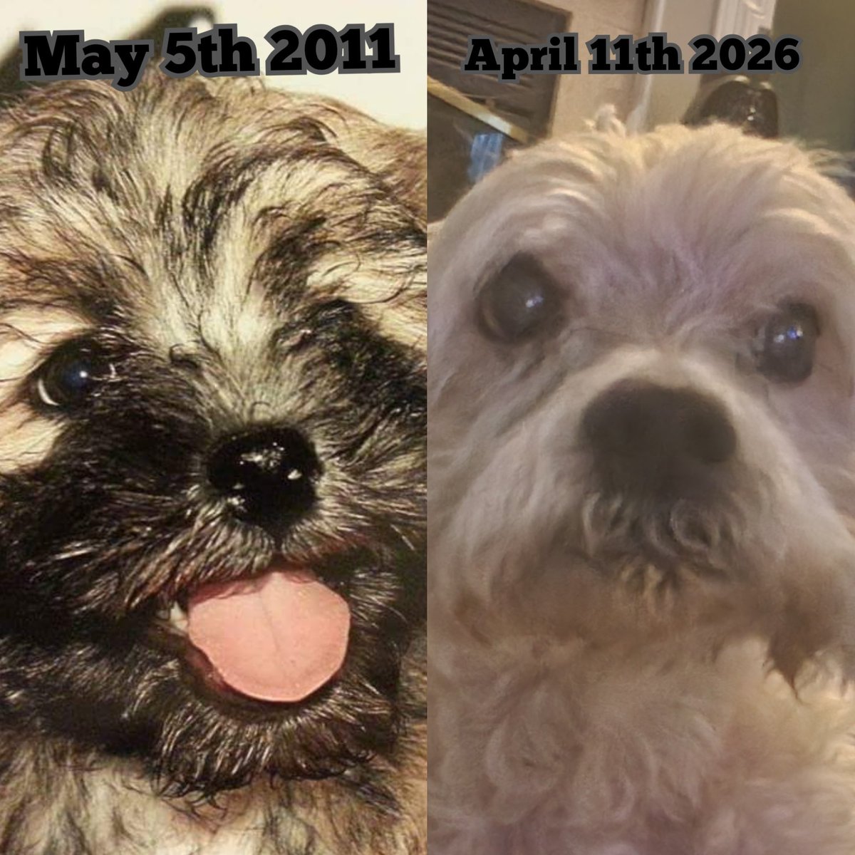 Unfortunately, today I held my boy for the last time. Almost 15 years ago I carried him into petsmart to get him toys, food, and a harness. Today I carried him into petsmart to say goodbye. RIP Buddy aka Bubba, Little Grump. You were the bestest boy