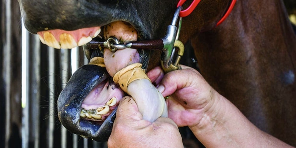 Dr Tom Montgomery tweet media