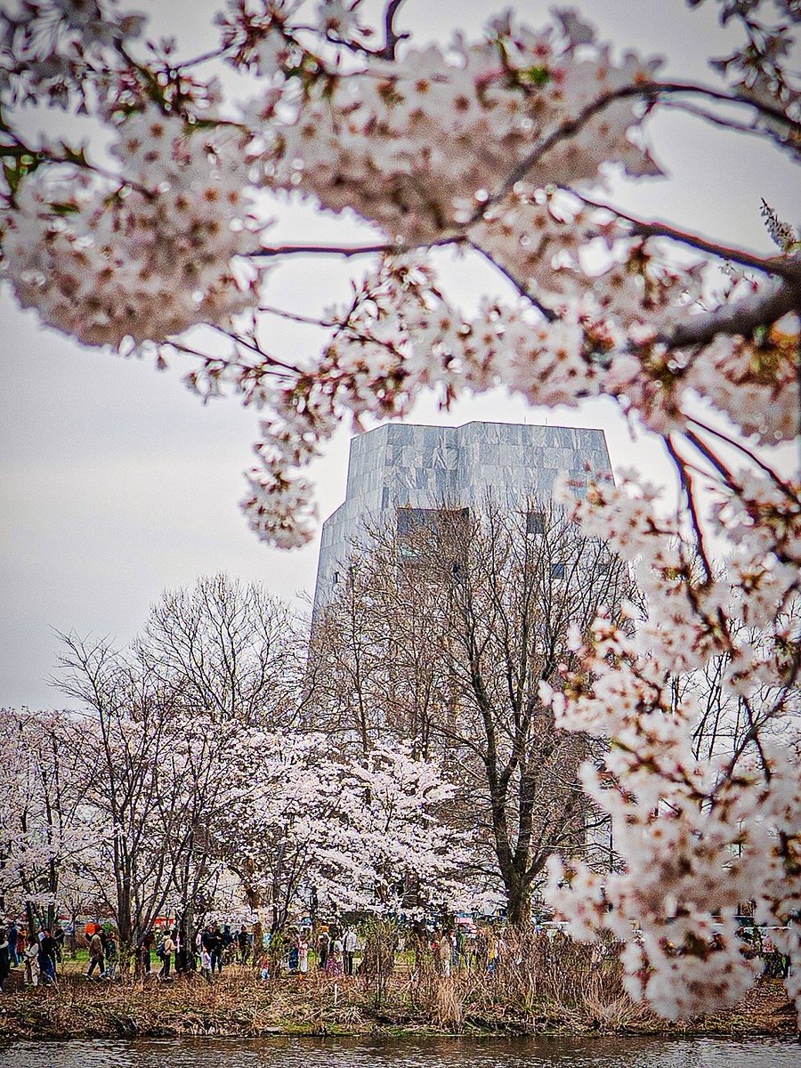 JoshuaMellin's tweet image. 🌸 The Obama Presidential Center nearing completion framed by Jackson Park’s cherry blossom bloom #Chicago instagram.com/p/DXApxzbjhC5/… @ObamaFoundation