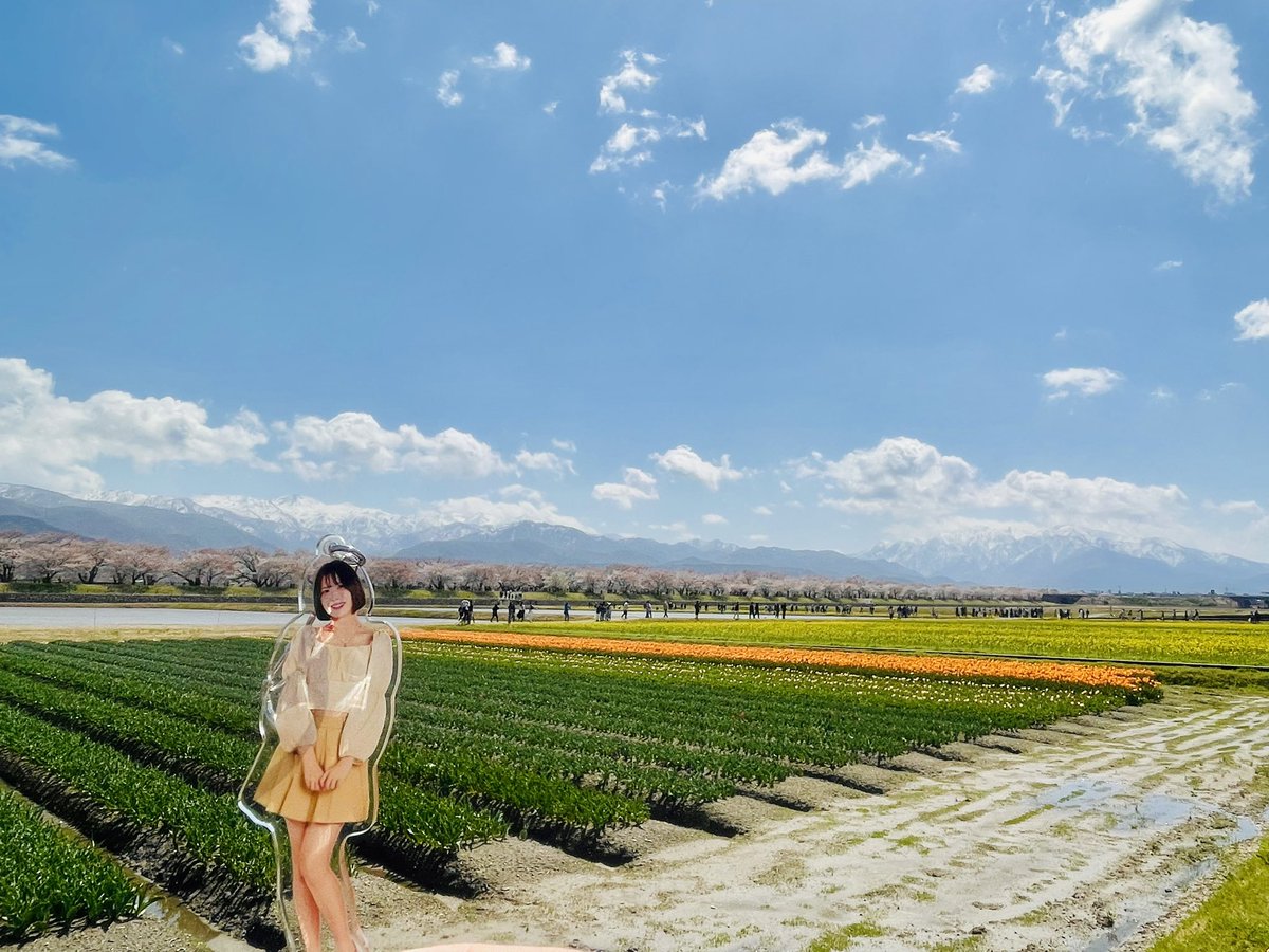 van_ken6's tweet photo. あさひ船川「春の四重奏」

北アルプス🏔️✖︎桜並木🌸✖︎チューリップ🌷✖︎菜の花🟡　の四重奏

#富山県朝日町　#春の四重奏
#林風奈　#敦賀の宝物💎
#ほくりくアクキー部 https://t.co/i73qRHinJ0