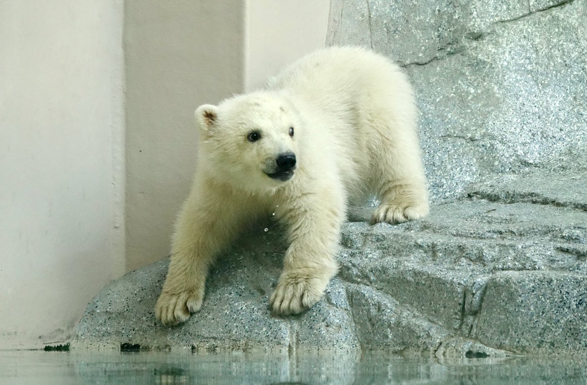 后ちゃん情報 プラスα by jillluca tweet media