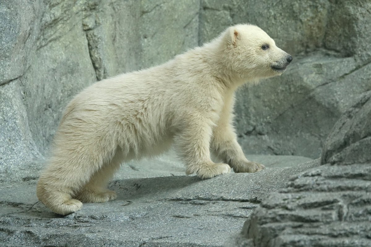 后ちゃん情報 プラスα by jillluca tweet media