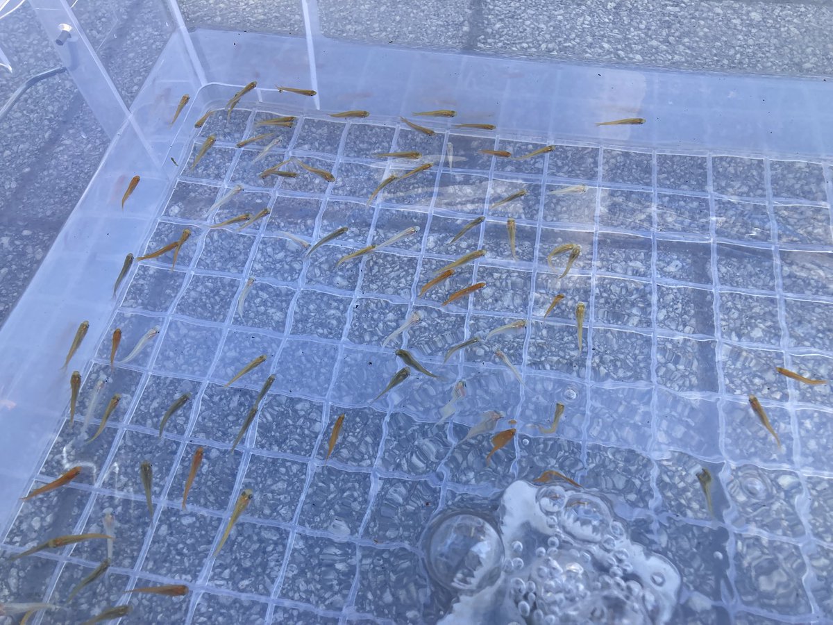 Aqua plus+ tweet media