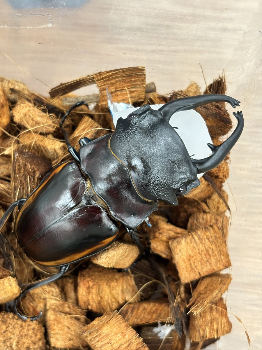 Crazy Scissors tweet media