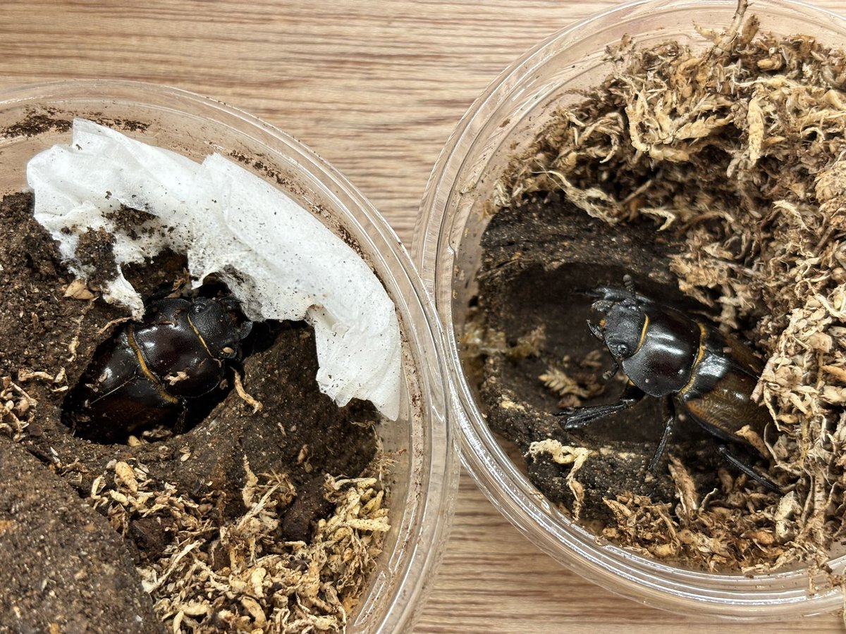 Crazy Scissors tweet media