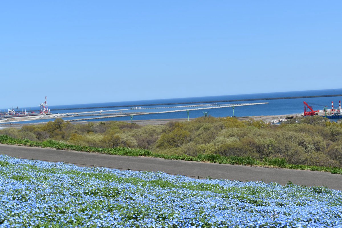 飯田まーぼ tweet media