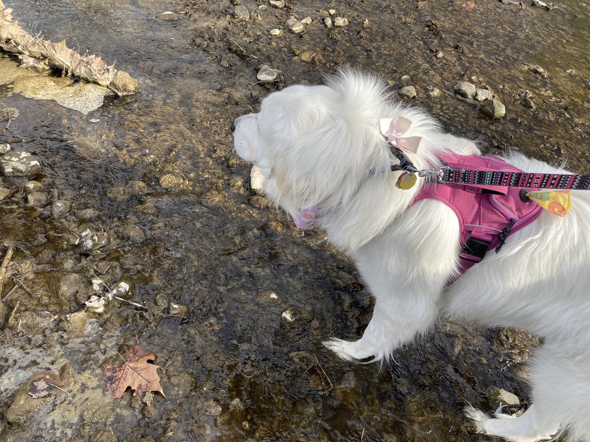 Anna The Pyrenees tweet media