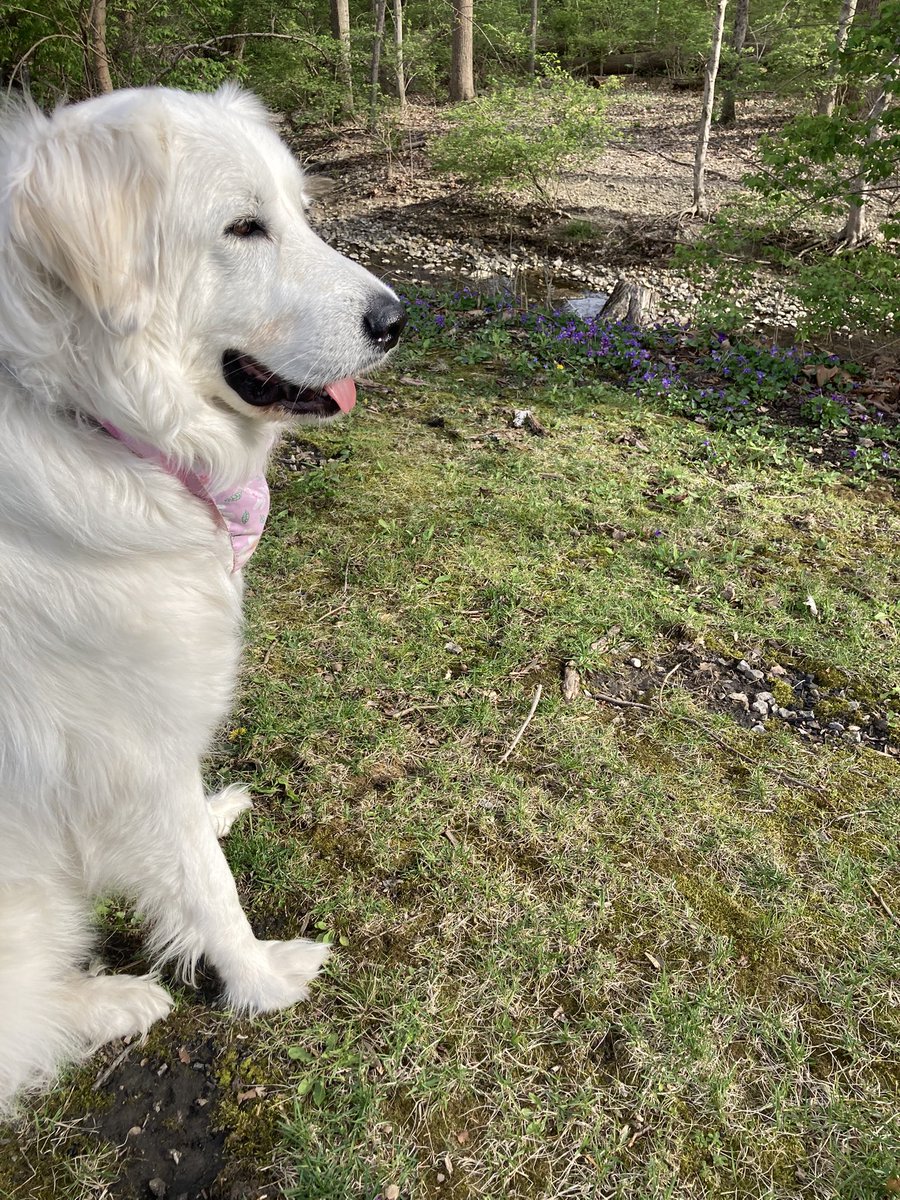 Anna The Pyrenees tweet media