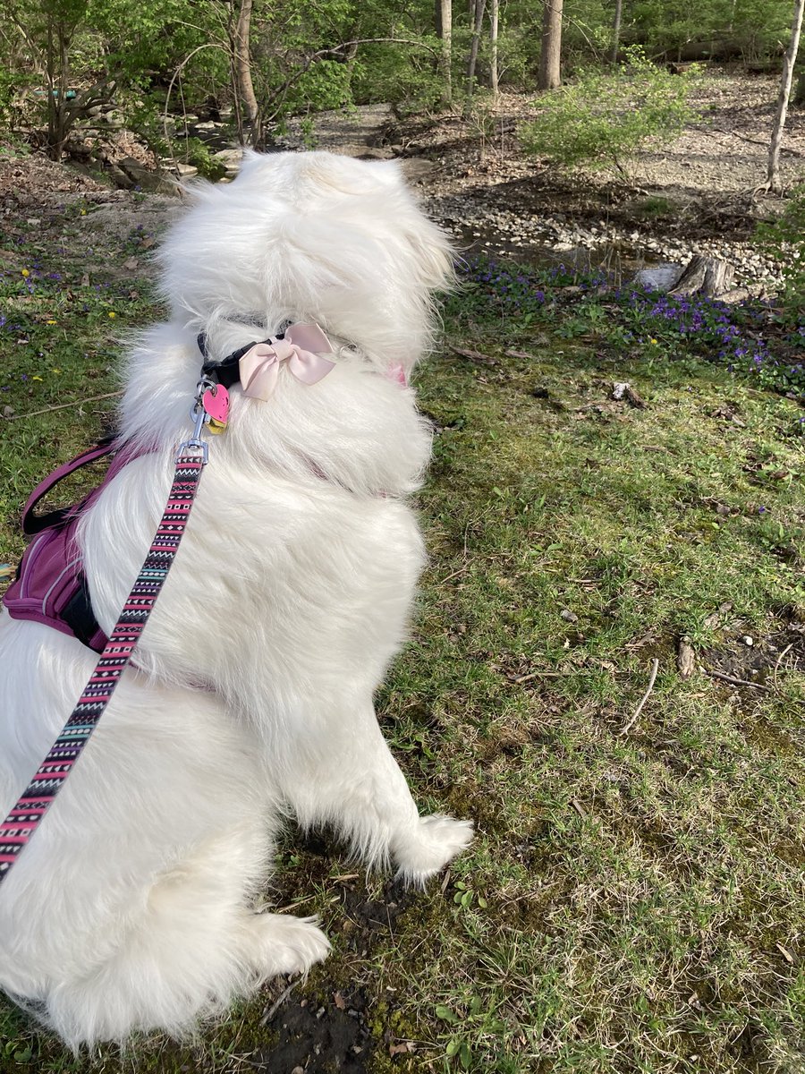 Anna The Pyrenees tweet media