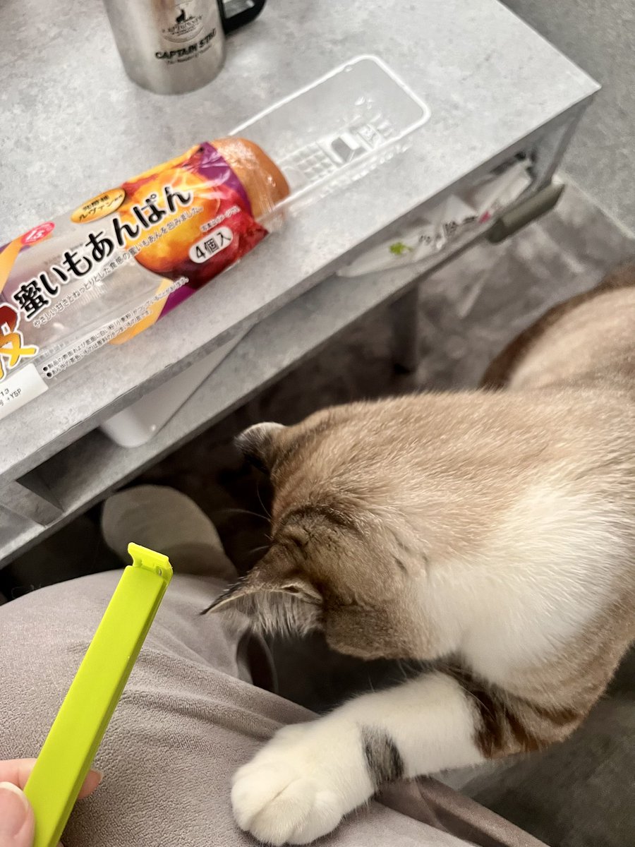 何かいいものだと思って確認しにきたけど1ミリもねこ的にいいものではなくて落胆してる様子