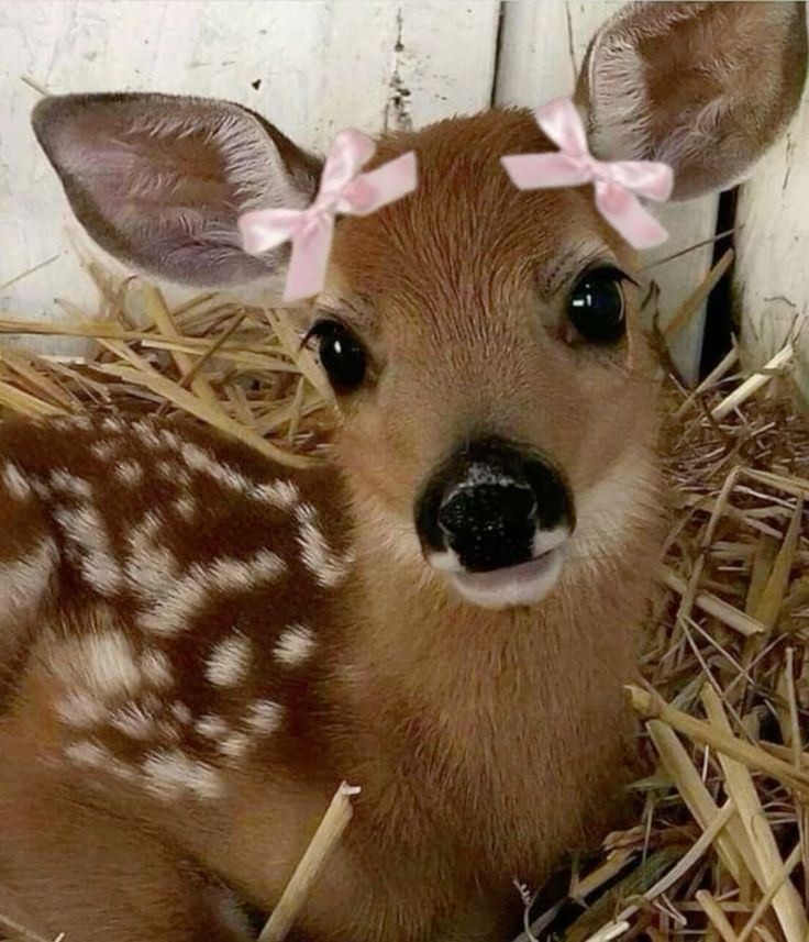 Jelly Mentality™️ tweet media