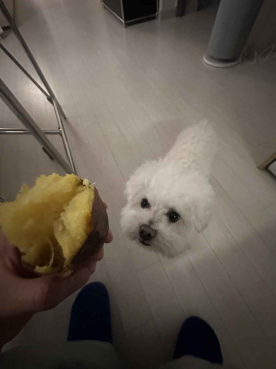 BAE173_member's tweet image. [#유준]

뭉치야

#BAE173 #비에이이173
#YOOJUN