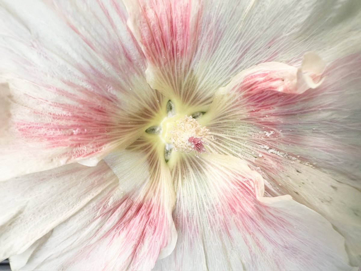 marin, ♥︎ tweet media