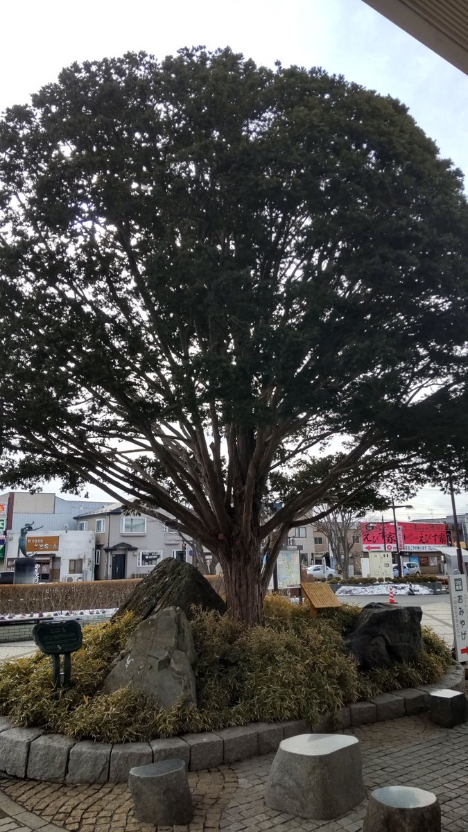 こばち tweet media