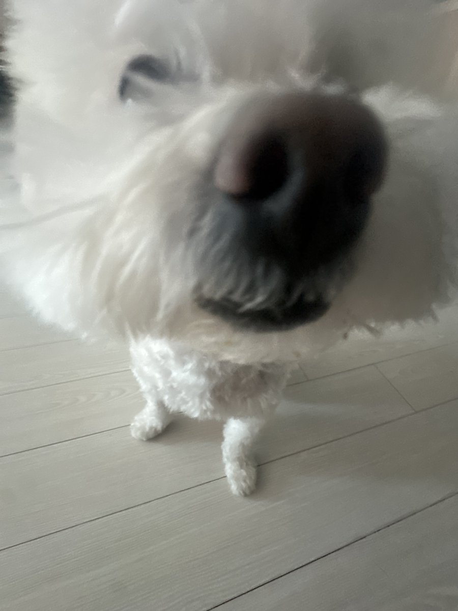 BAE173_member's tweet image. [#유준]

뭉치야

#BAE173 #비에이이173
#YOOJUN