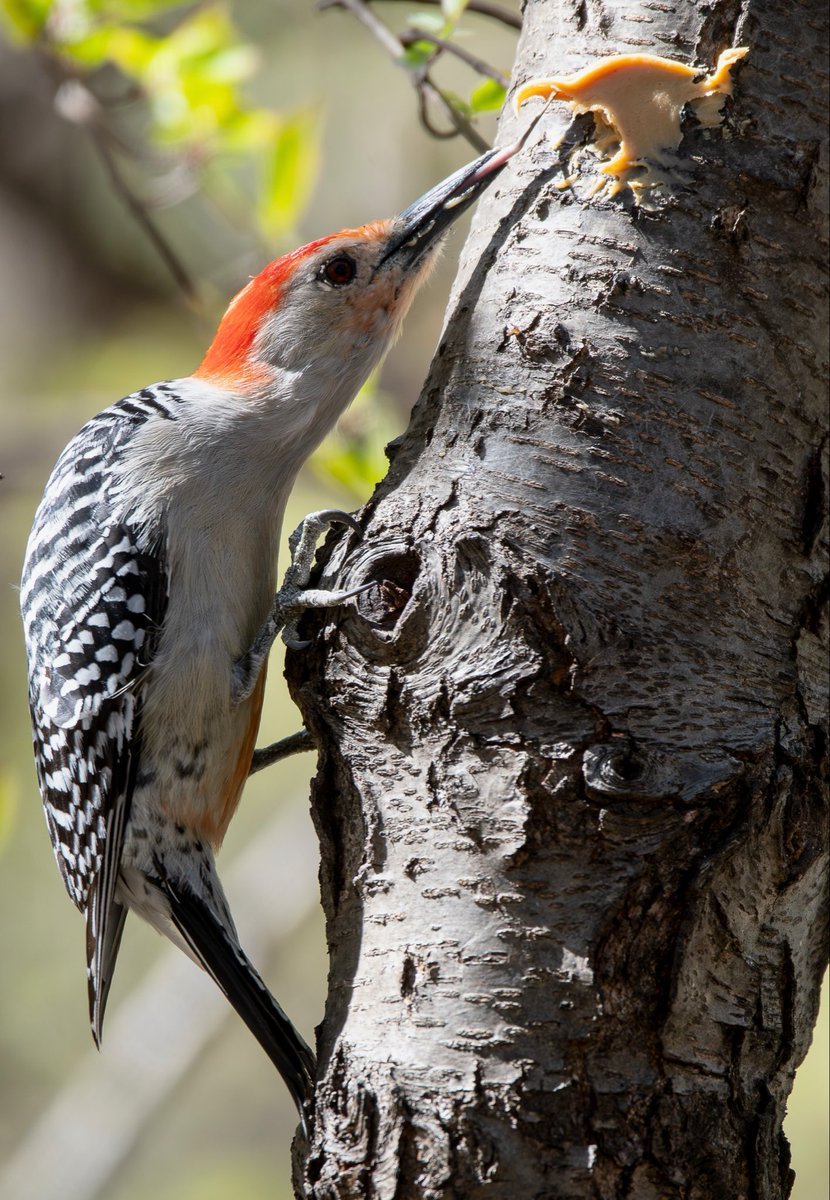 Alex Critelli tweet media