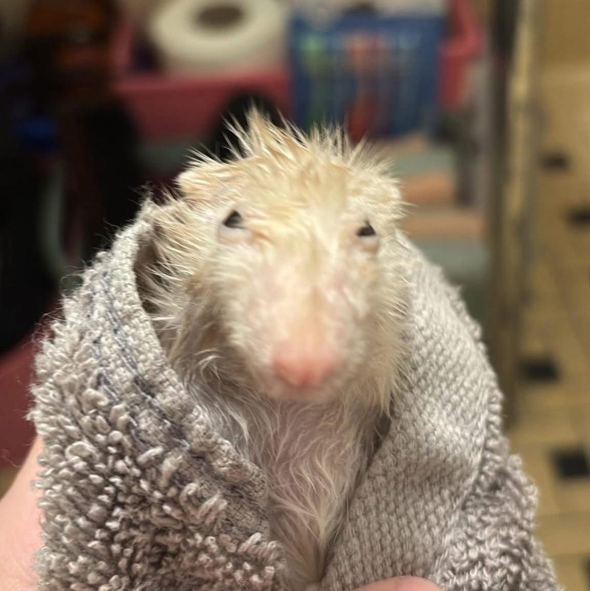 HowlingBantu tweet media