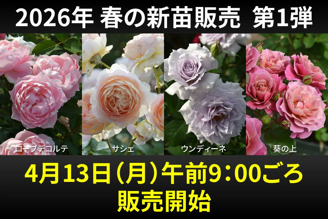 バラの家 公式本店では、4月13日（月）9：00ごろより、みなさんお待ち