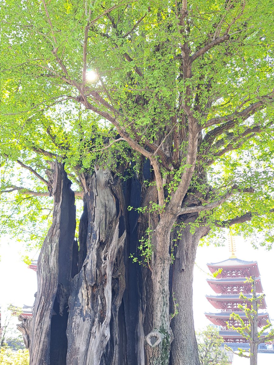 tomatsuo's tweet photo. 東京大空襲で中は焼けてしまってますが、今年も新緑がまぶしい季節となりました。毎回思いますが、喫煙所は、かわいそう。。タバコのポイ捨てで燃えないことを祈ります。　#浅草寺　#浅草　#東京大空襲 https://t.co/SxYi9op00N