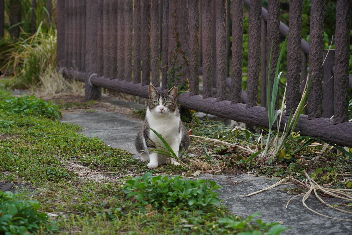 cutsalonray's tweet image. おはようございます。
カット専門美容室Rayです☻
気軽に行ける身近な美容室✂︎
開店しま〜す♬

《営業時間》
日祝火 10:00〜17:00
水木金 10:00〜18:00
土         10:00〜14:30
※最終受付時間は
混み具合により変動します

#カット専門 #NOFEAR