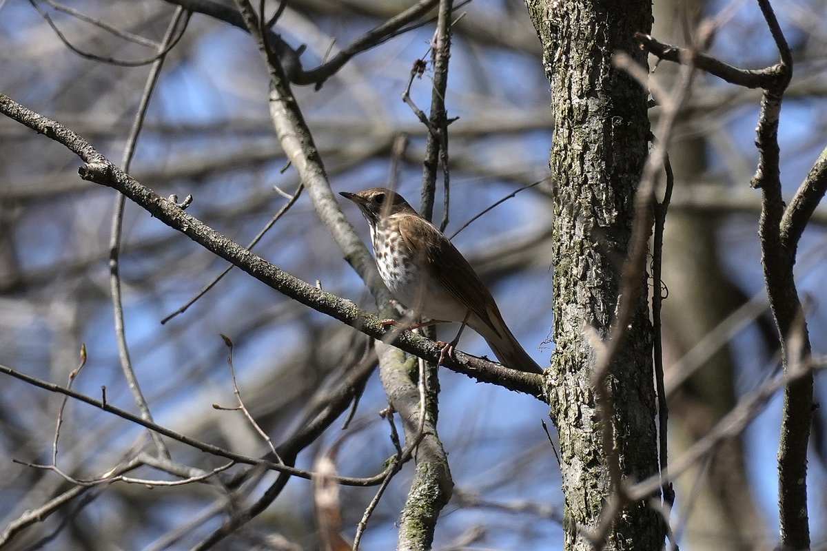 Andy Longfellow - Michigan Wildlife & Nature tweet media