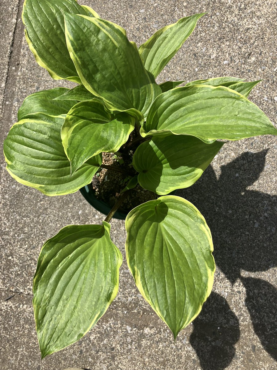 hostany ホスタ🍀 tweet media