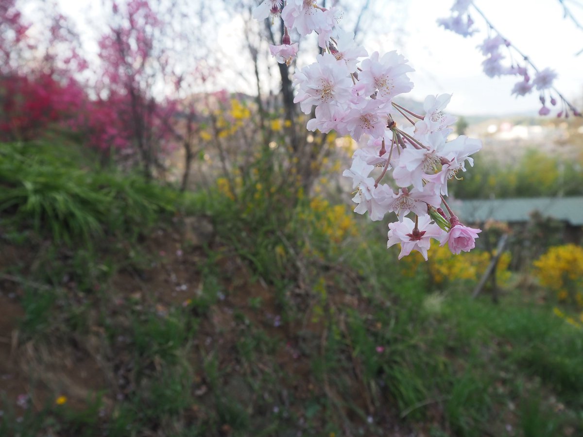 コーキ tweet media