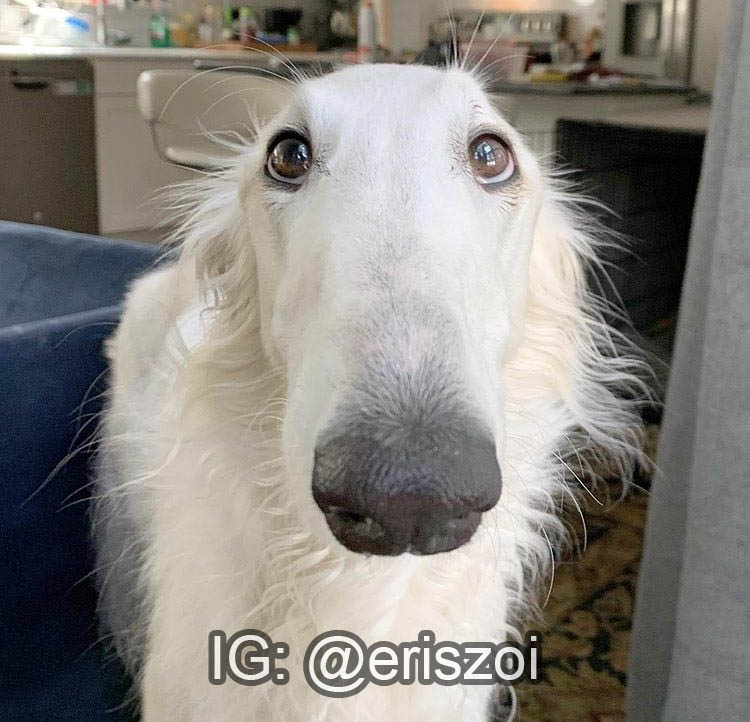 Borzoibot tweet media