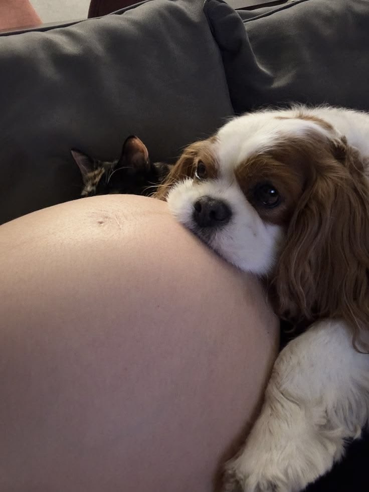 Kitty (trans dennis truther) tweet media